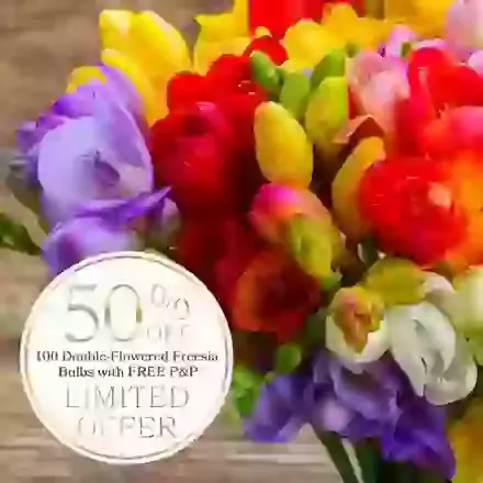 100 Double Flowered Freesias Half Price Offer